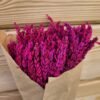Lavanda preservada