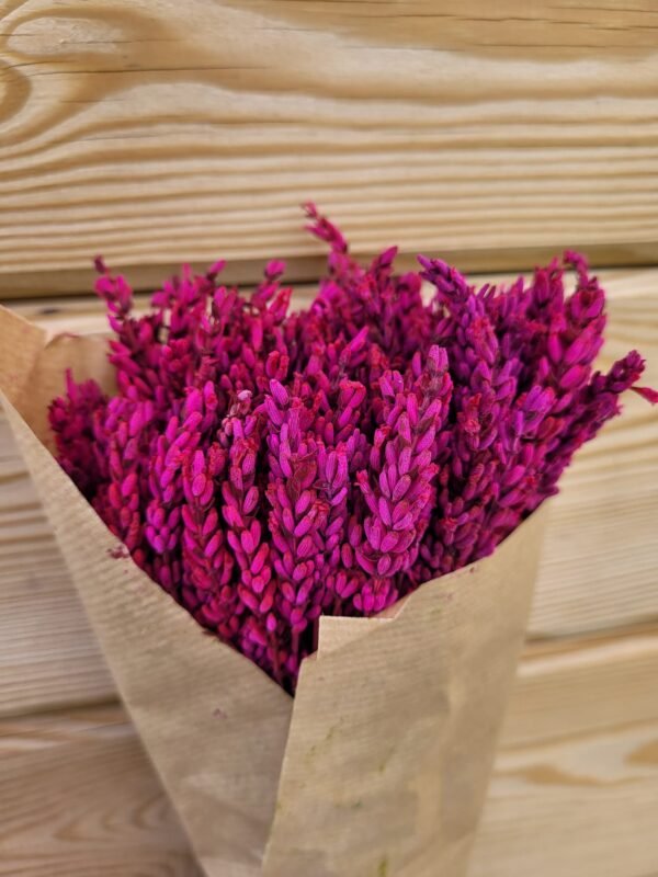 Lavanda preservada