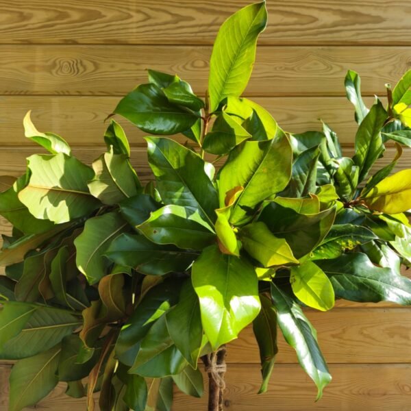 Ramo de magnolio
