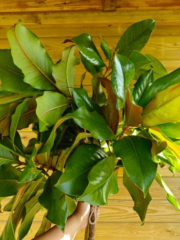 Ramo de magnolio