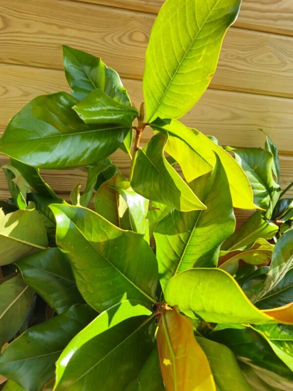 Ramo de magnolio