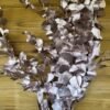 Ramo de eucalipto pintado