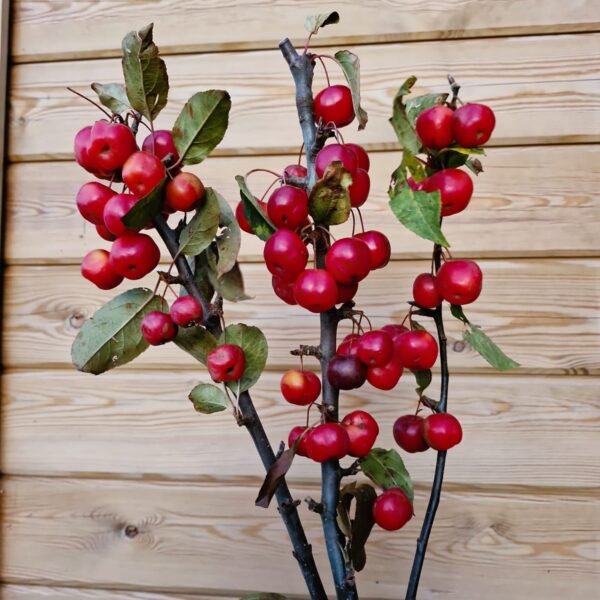 Varas de Malus