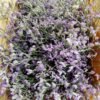 Paquete de limonium XXL