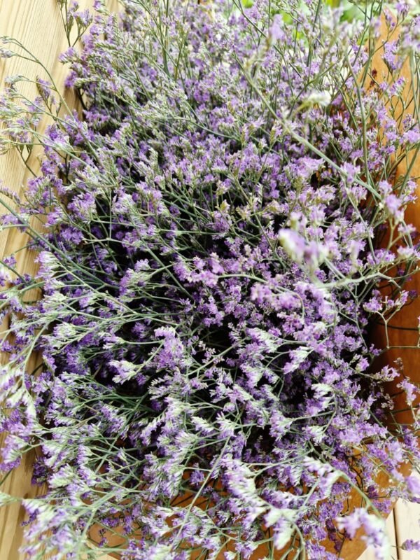 Paquete de limonium XXL
