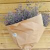 Paquete de limonium XXL