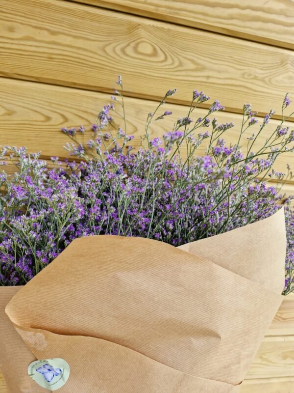 Paquete de limonium XXL