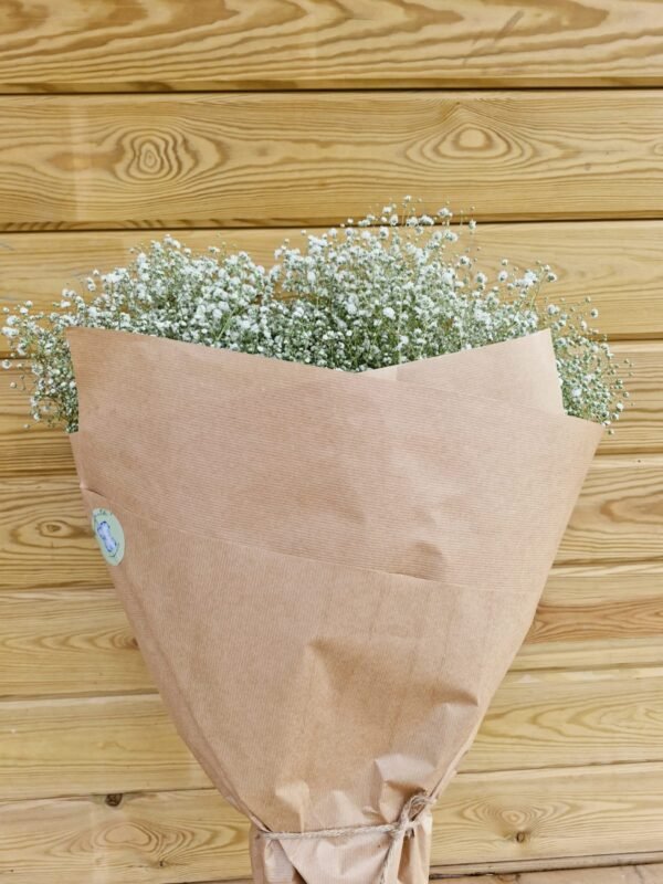 Paquete de paniculata blanca XXL