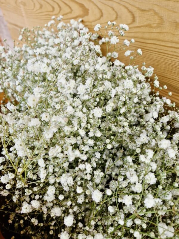 Paquete de paniculata blanca XXL