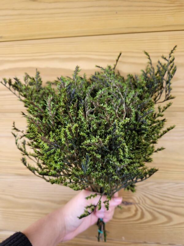 Tatarica preservada