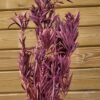 Callistemon preservado