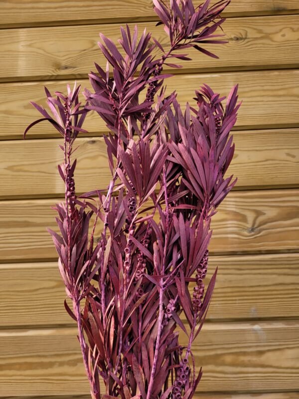 Callistemon preservado