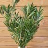 Callistemon preservado