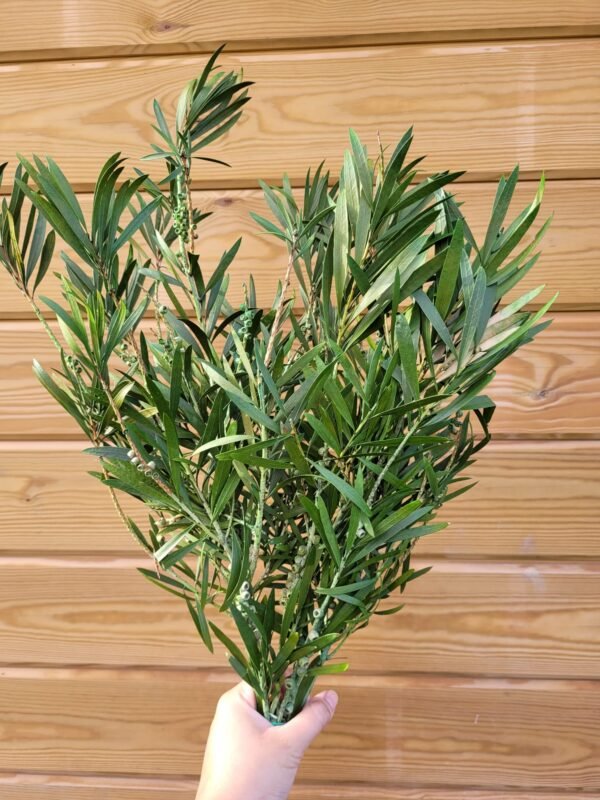 Callistemon preservado