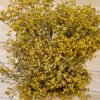 Broom preservado