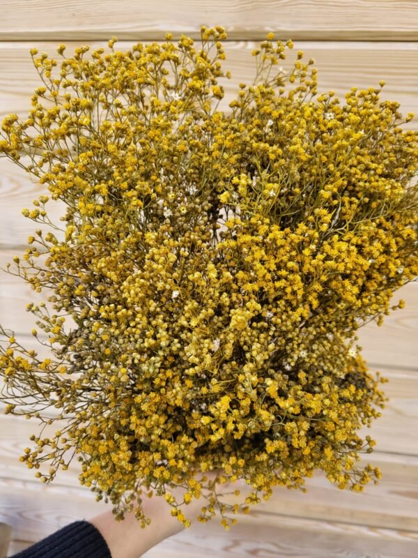 Broom preservado