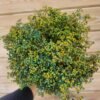 Broom preservado