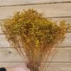 Broom preservado