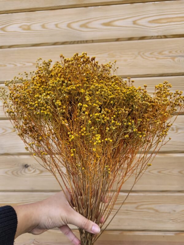 Broom preservado