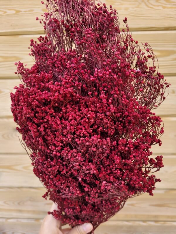 Broom preservado