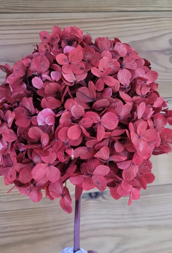 Hortensia preservada tono vino tinto