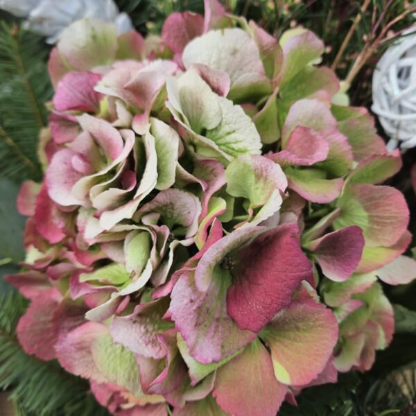 Hortensia Cornelia