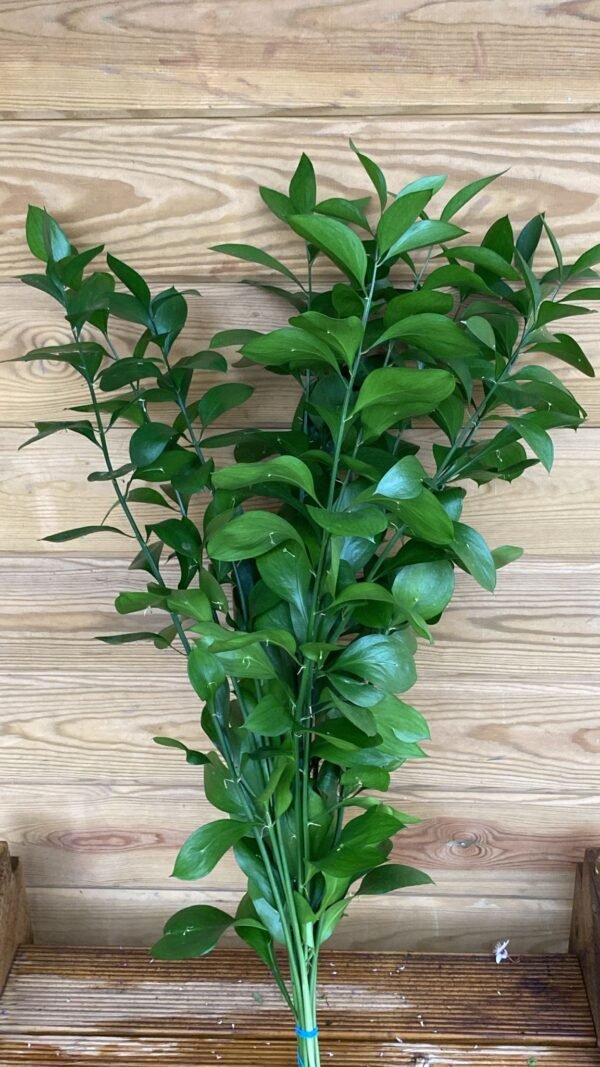 Ruscus