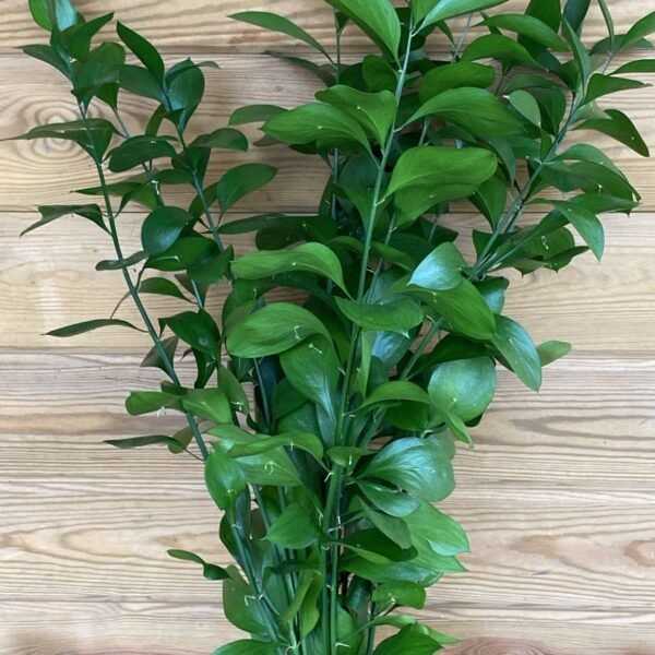 Ruscus