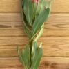 Protea magnífica super