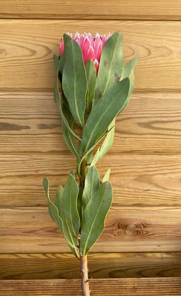 Protea magnífica super