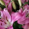 Lilium oriental. 10 tallos.