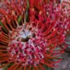 Protea Nutans
