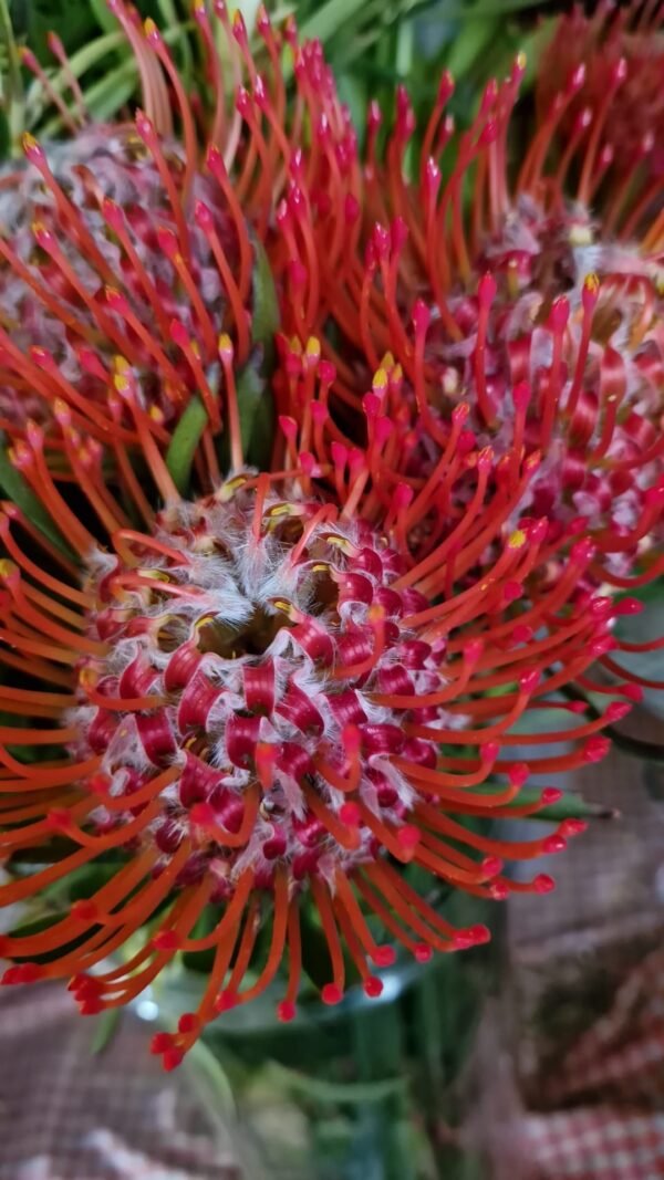 Protea Nutans