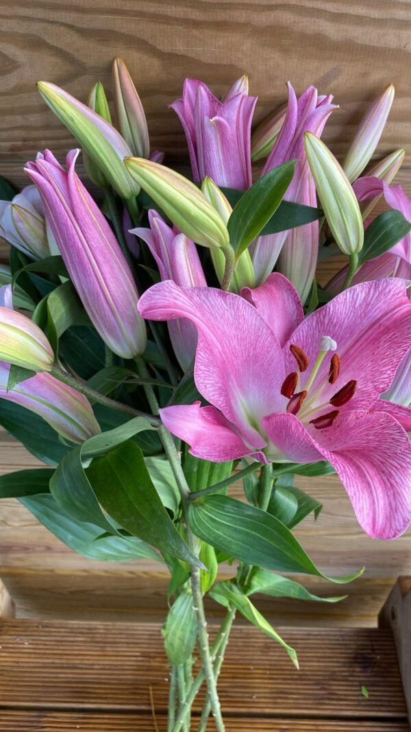 Lilium oriental. 10 tallos.