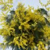 Ramo de Mimosa