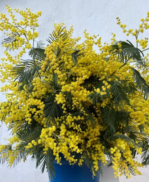 Ramo de Mimosa