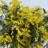 Ramo de Mimosa