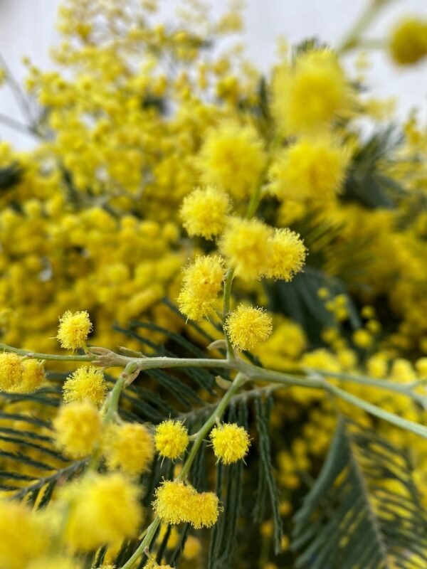 Ramo de Mimosa