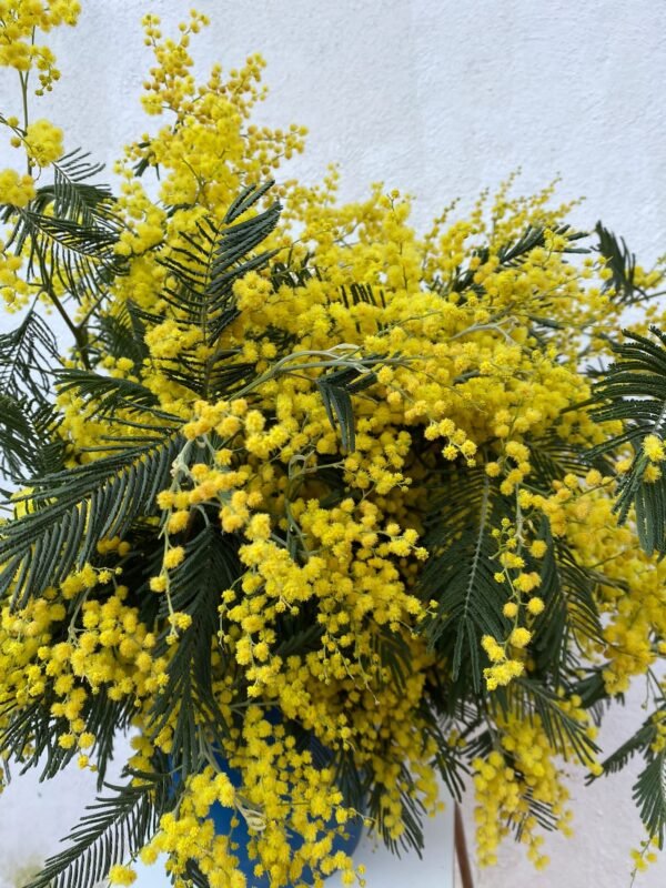 Ramo de Mimosa