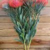 Protea Nutans