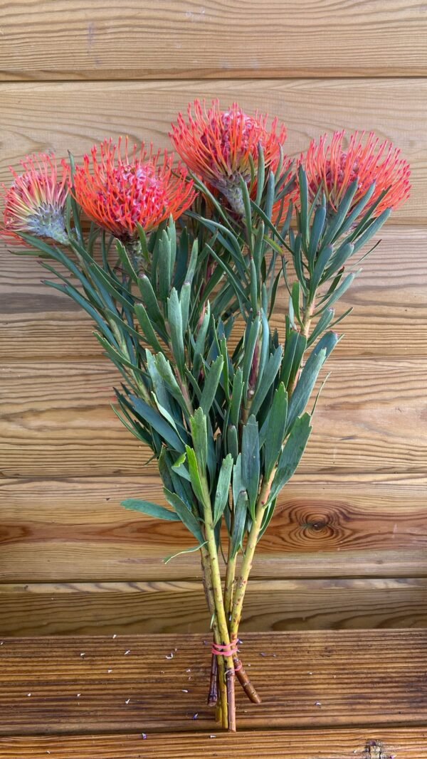 Protea Nutans