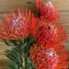 Protea Nutans