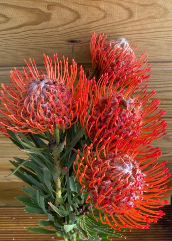 Protea Nutans