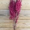 Astilbe
