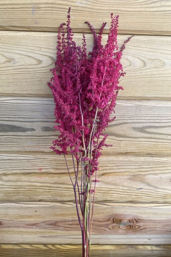 Astilbe