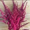 Astilbe