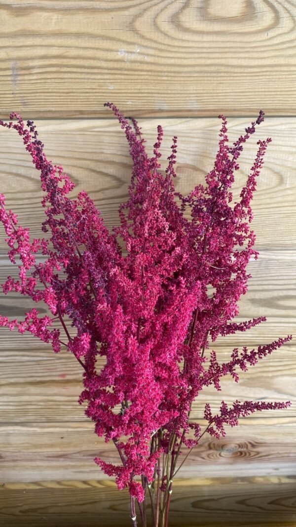 Astilbe