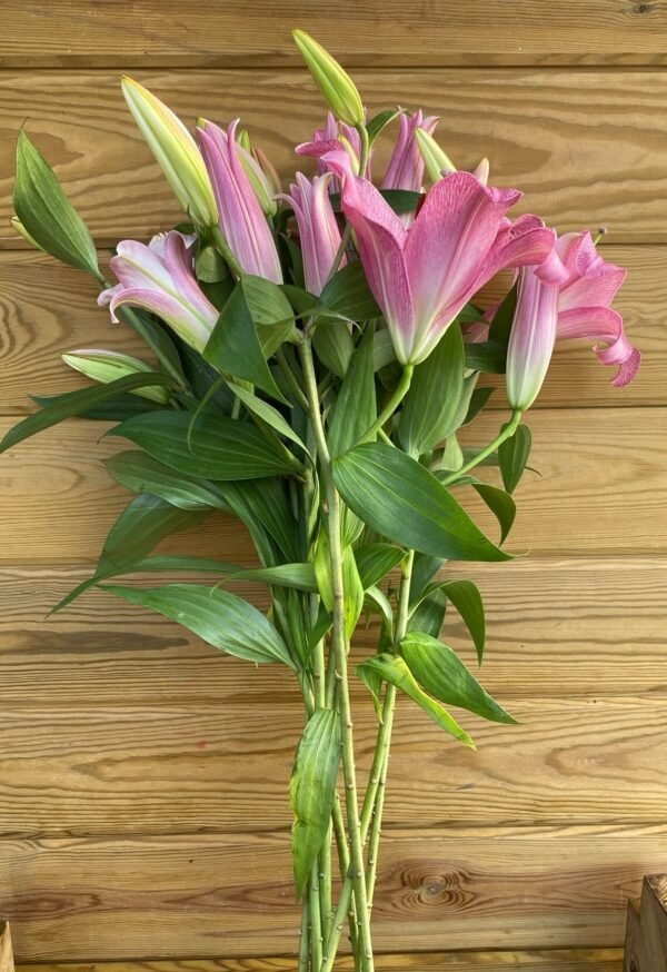 Lilium oriental. 10 tallos.