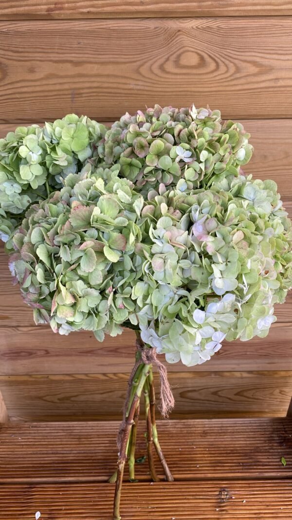 "Primavera" Hortensias por unidad
