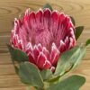 Protea magnífica super